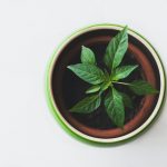 Photographie d'une plante vue de dessus