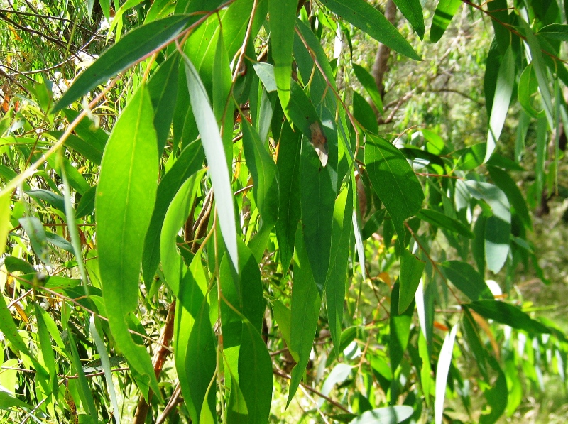 Image de Eucalyptus radié (huile essentielle)