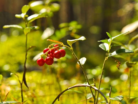 Image de Canneberge – Vaccinium macrocarpon –