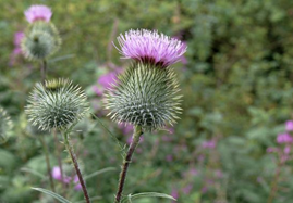 Image de Chardon Marie