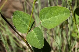 Image de Desmodium