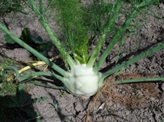 Image de Fenouil