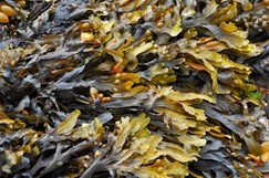 Image de Fucus