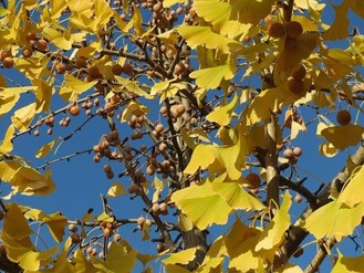 Image de Ginkgo biloba