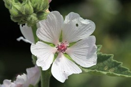 Image de Guimauve
