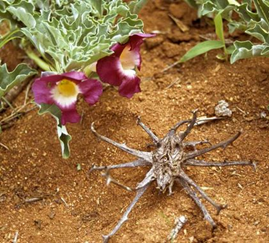 Image de Harpagophytum