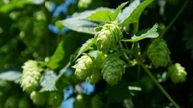Image de Houblon