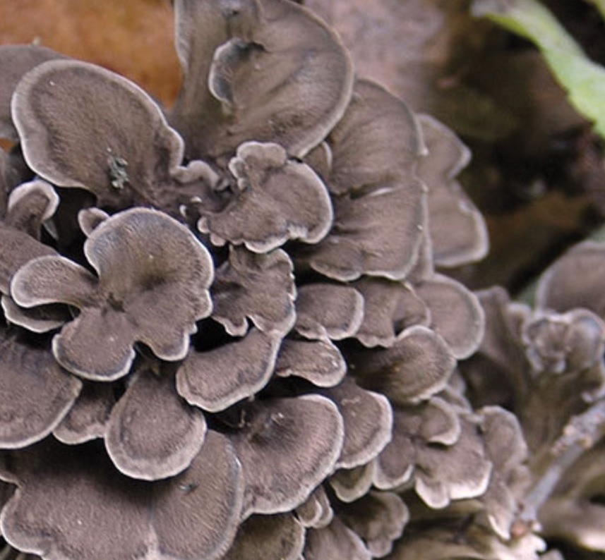 Image de Maitake