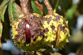 Image de Marron d&rsquo;Inde