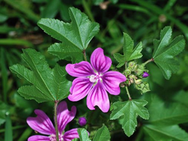 Image de Mauve