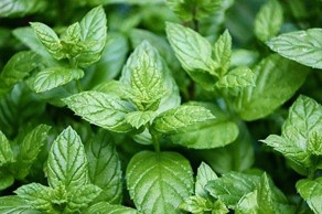 Image de Menthe Poivrée
