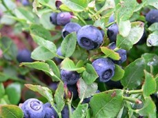 Image de Myrtille