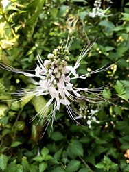 Image de Orthosiphon