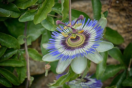 Image de Passiflore
