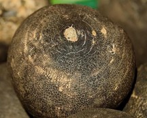 Image de Radis noir