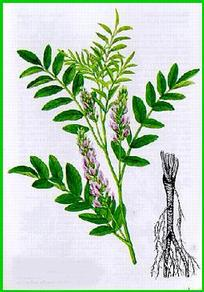 Image de Réglisse