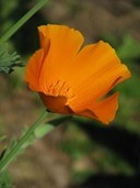 Image de Eschscholtzia
