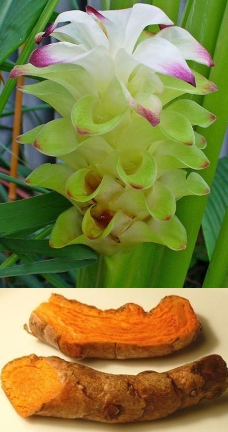 Image de Curcuma